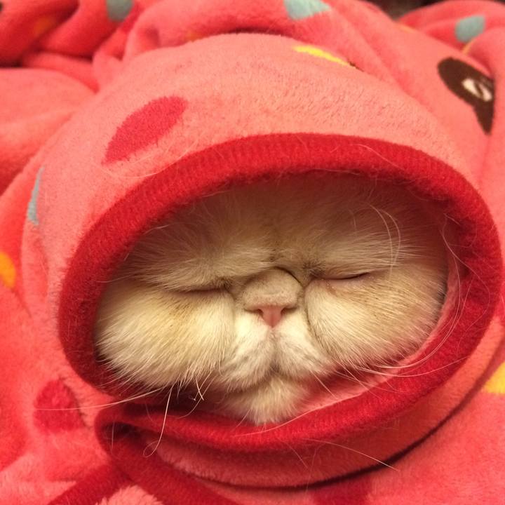 1b81a34f 414f 4aa3 954c 3070d4c3cf62