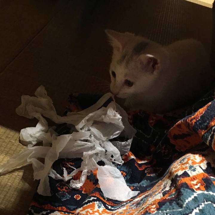 1b8aed77 247c 4cb0 b037 020838f34da4