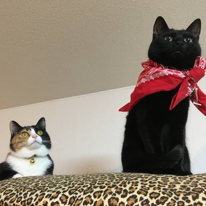 1b8ef54b dc41 45fd bc2d 989013b77623