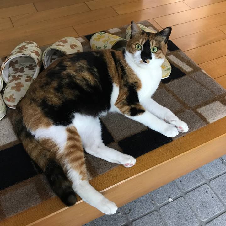 1b915e53 42bd 43aa 9e98 69a2532f4b6a