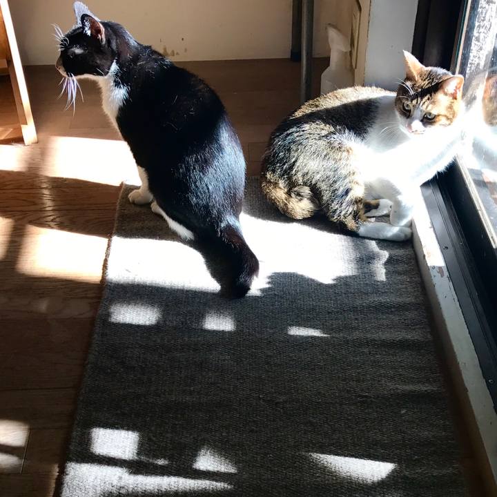 1b978dd1 5c4a 418d 8ac4 8344bd0811db