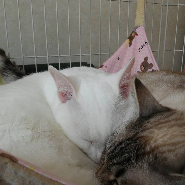 1b9828e4 18c5 4c28 adb2 16fac42928ec