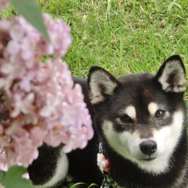 1b98c2bf ba11 47d1 8804 14efefba2f81