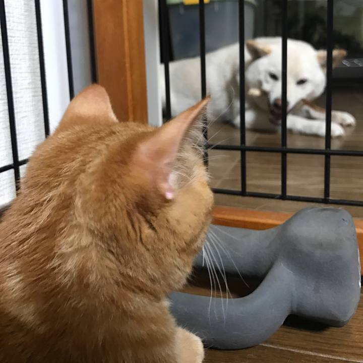 1ba1b795 c29c 4201 9fa6 0b6a4198150f