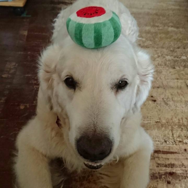 1ba1e059 b3a2 44e0 94e8 5d58febec456