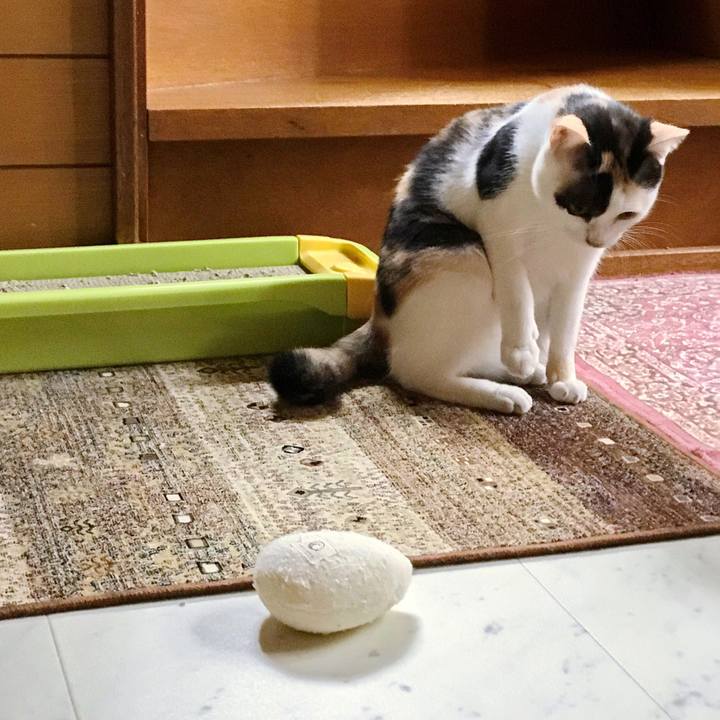 1ba2bb80 16d1 4b53 8713 09e0779c4c87