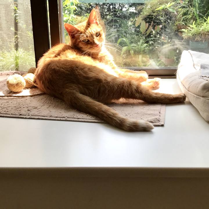 1ba64ccb d5ed 485c 886b e4517de1594d