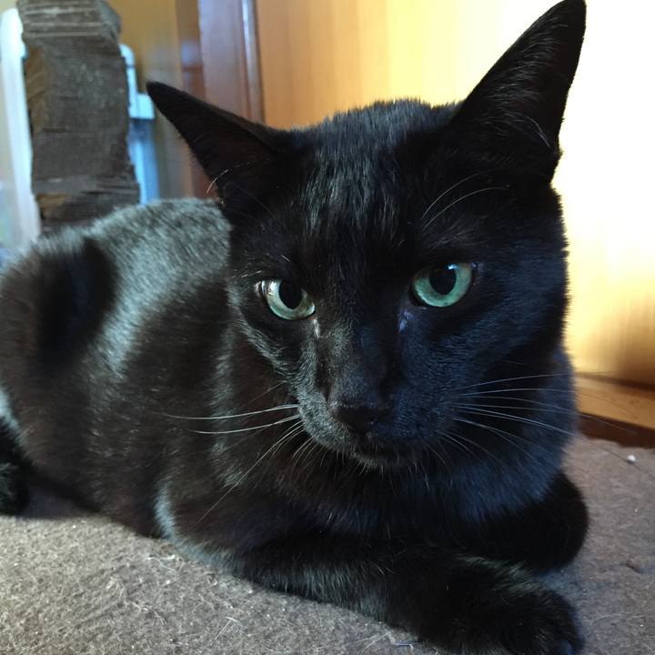 1bba6286 a19e 407c 9c52 79621d107a82