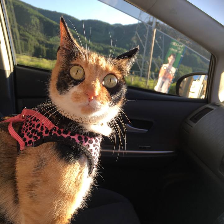 1bc63bf1 4fea 4c21 a7bd 8251094c57a5