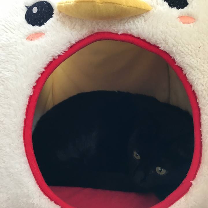 1bc6e1c3 d1b8 4983 9f58 45b8d9d4dba9