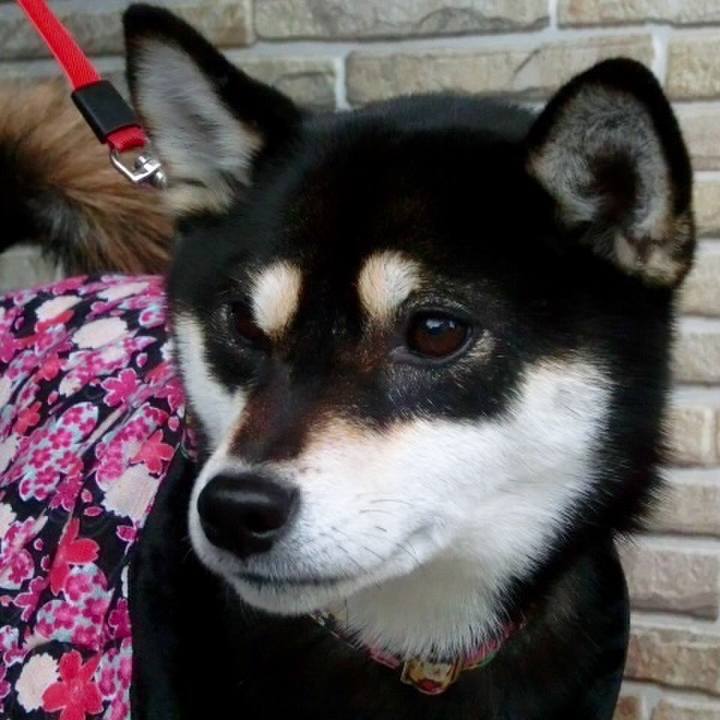 1bcb6e36 4d27 4a3a 8bfb 5e5d87c5c273