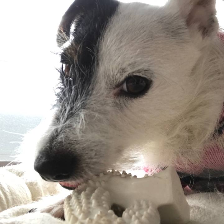 1bcebddb 4c4c 4388 a604 5cc481f90143