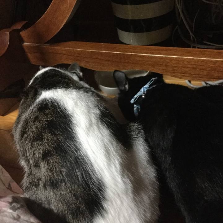 1bd0b110 5900 4186 9070 e3e4727a522b