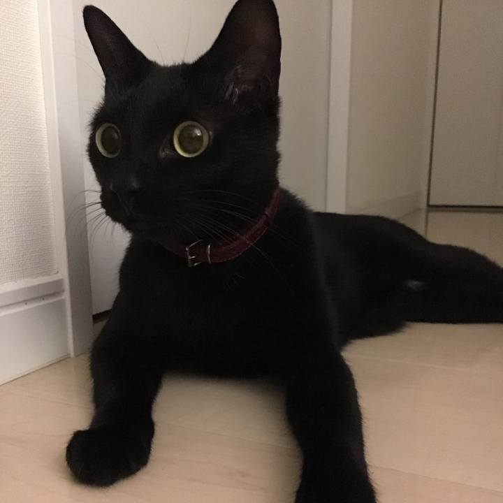 1bd71497 cd8f 4b3c 8cd0 5bc6e0252350