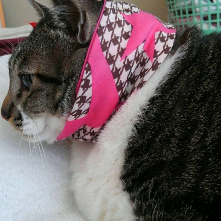 1bdd6376 e39a 4156 a60e 381bd0a1081d