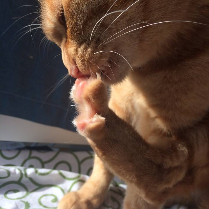 1bdfc4c6 00db 4550 bf66 365a9acb14db