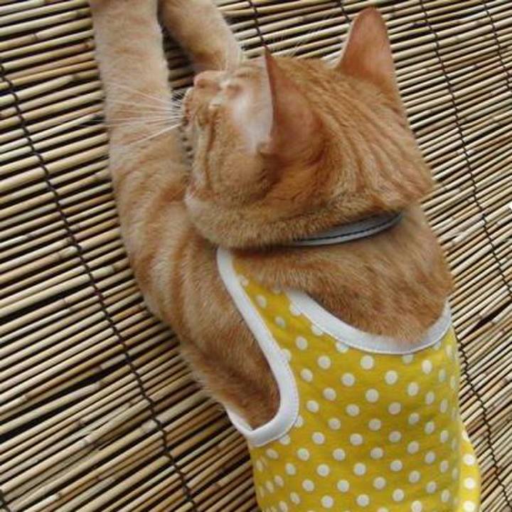 1be268be df0c 43a6 aa56 198c9962032a