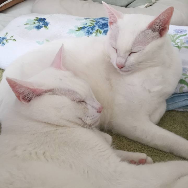 1be648a2 2606 454b b6c2 276e730dfa33