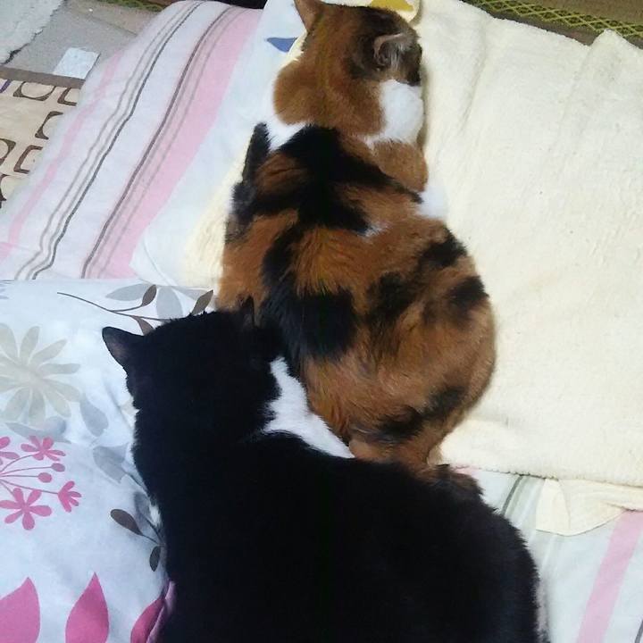 1be87687 d4bd 443f b937 6673d1dd4ce9