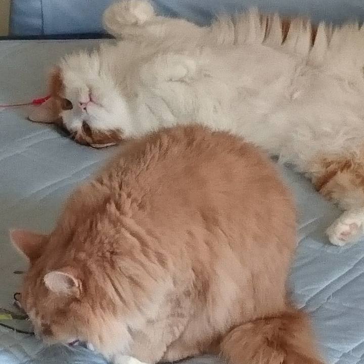 1bf83456 0891 4fed 8b51 2844ccc21202