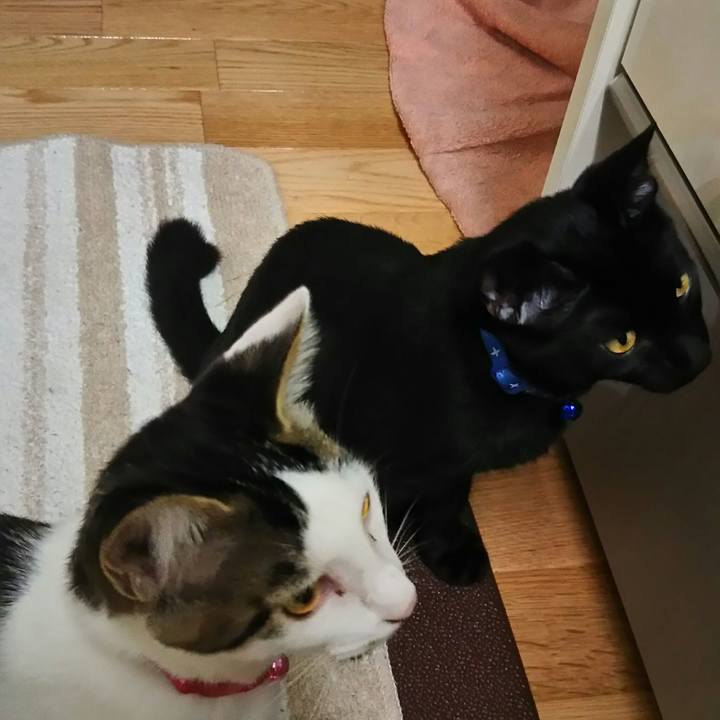 1bf99e0f 78a8 4a84 b519 7acc99b2c6d2