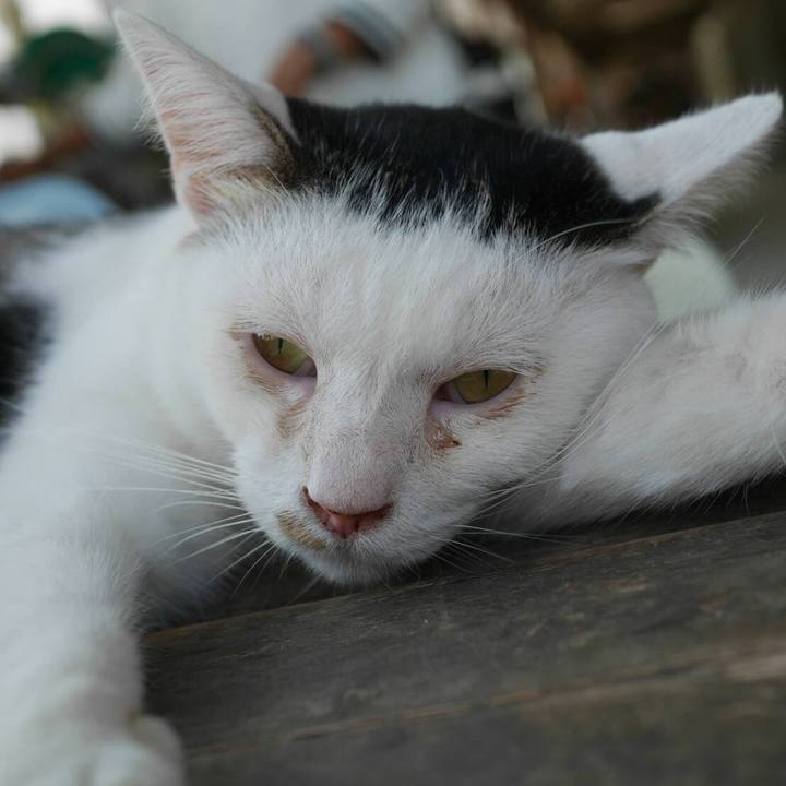 1c0122cf 1a91 4c01 8b09 4aab64f4236f