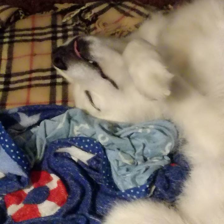 1c0685ec 0419 4c95 b8c4 841238f7fb68