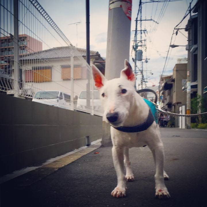 1c0a15bb 1927 4876 b378 8f3fbe448461