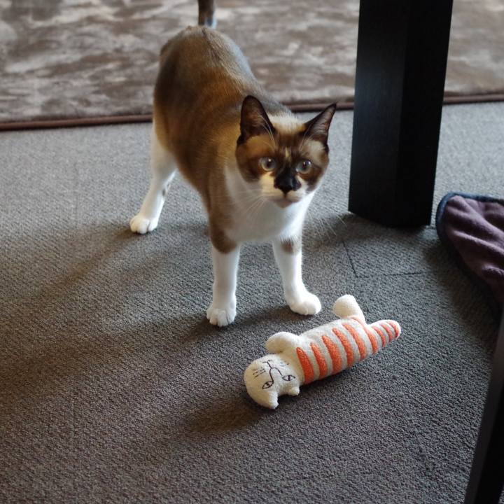 1c0c30cf a379 4f95 8cc0 329f2407c166