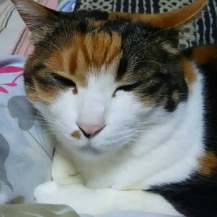 1c0fdc6b 5320 420b 8a40 1a9185ce27d5