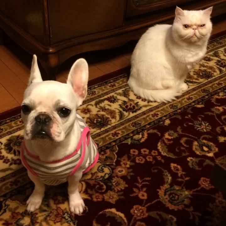 1c1434fc 94c9 4fa9 8e87 7a53c80944e7