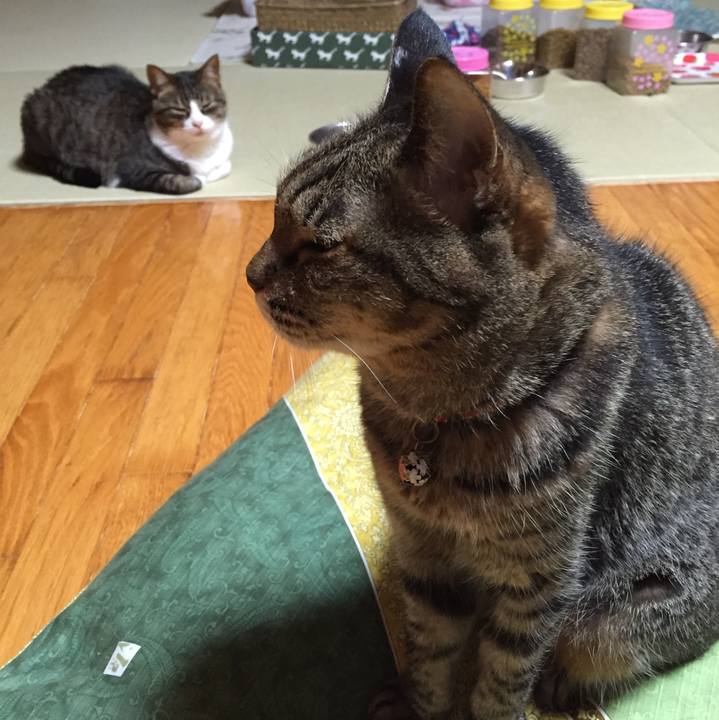 1c1629bb 2c6c 4135 9d8a 5e88da0e4e76