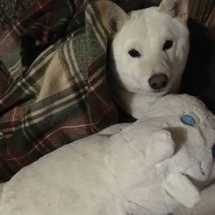 1c1ad47c 2716 4cd3 aedc c9745832a6c3