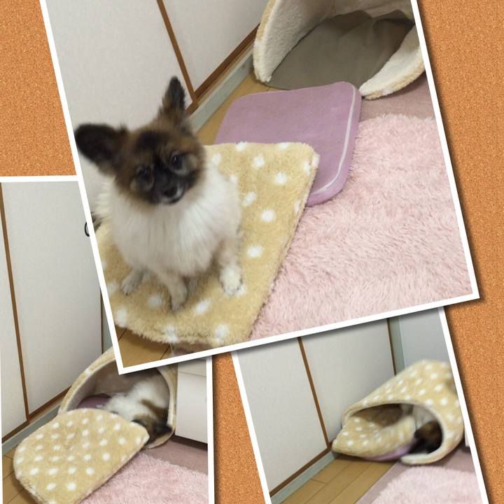 1c1b2639 777d 4e0a 845d 8b03c8f2c2ef