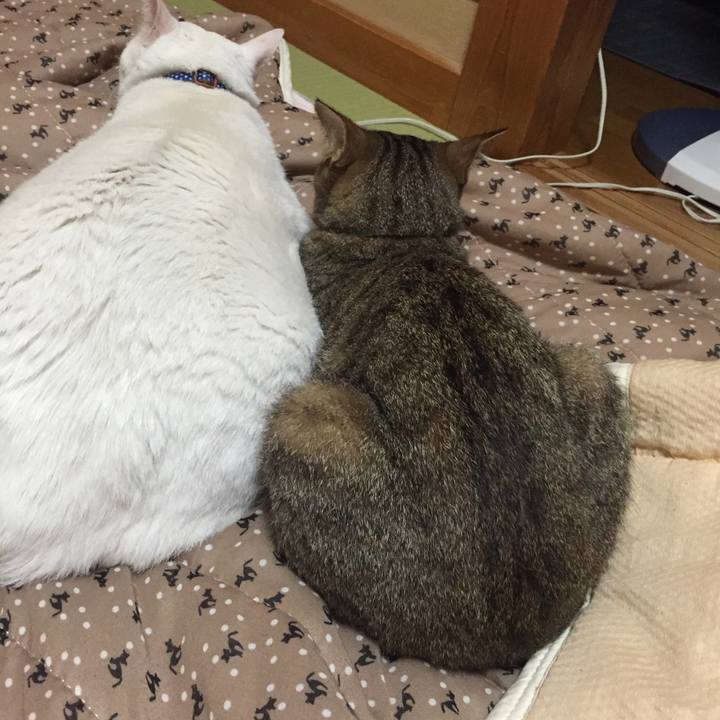 1c2430a2 707e 4a5b 9d2f 5ae49b332913