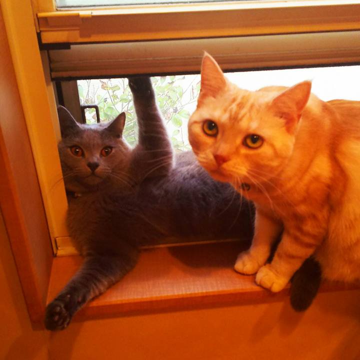 1c26bb7a 0dfa 4556 9c56 bc35e6e1abaf