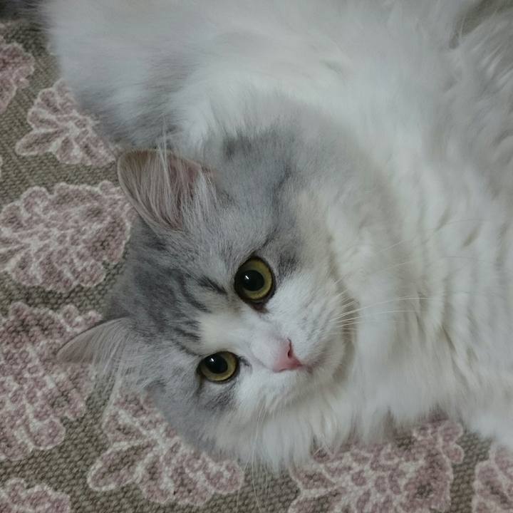 1c2cf7a8 df40 44fd b51e a6111b680c0d