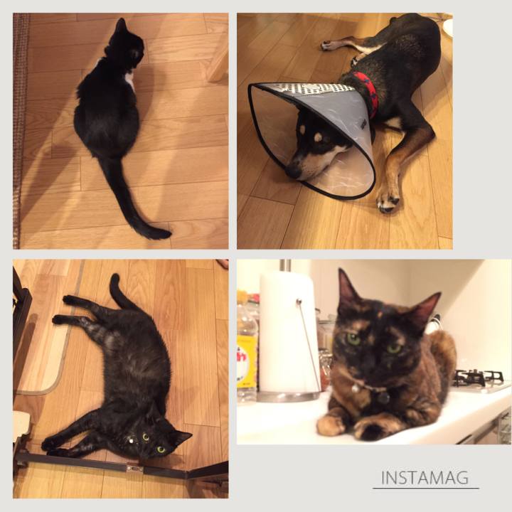 1c2ea43a 9031 48cf 854f 5e27a42d440f