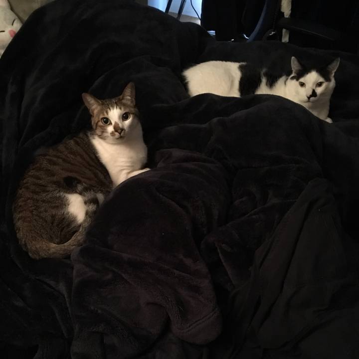 1c37774a 46bb 47aa ab03 578f76c7df95