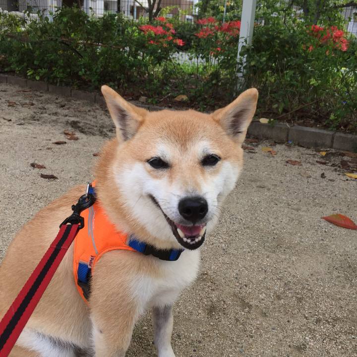 1c3ad517 9a63 4815 bc08 859d5e08854f