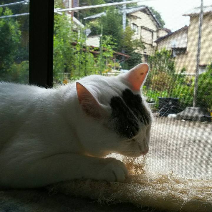 1c3b83a8 6a91 49cf 8878 6ed519890f81