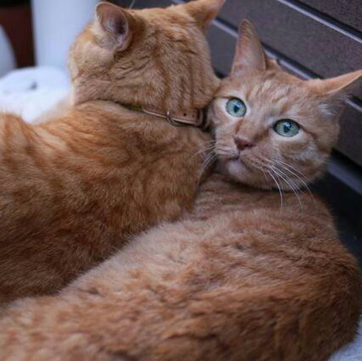 1c47b781 cf9c 45f9 a661 a6d415f94d95