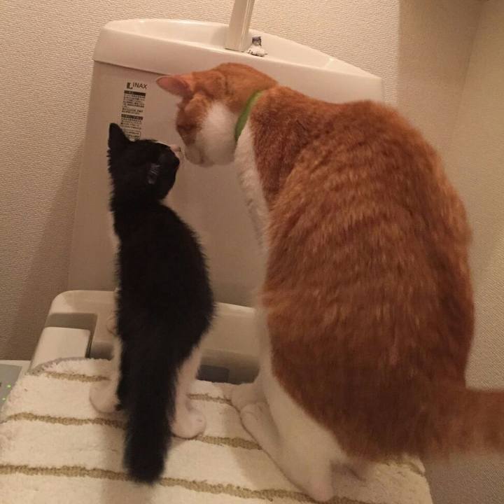 1c4ad6c2 4066 4194 8ecd e625414aaaee