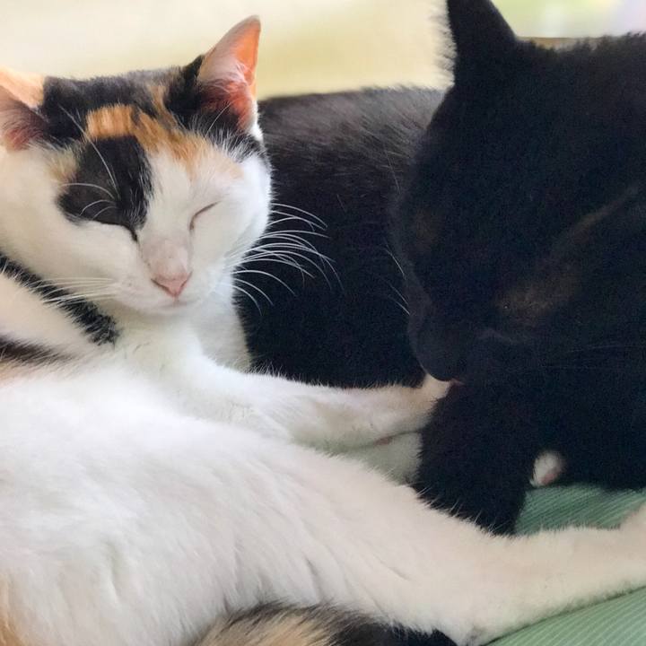 1c4b690b 4bbb 4508 a7bb f6d1fb5bf935