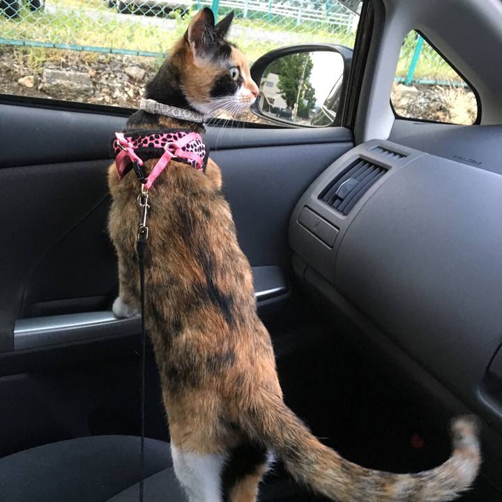 1c4cac45 fb22 4c30 9681 ecf2b446200c