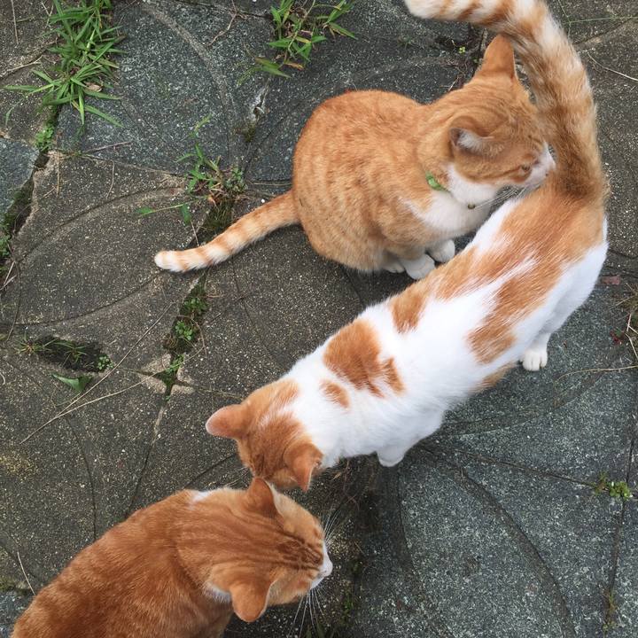 1c4f8f00 a3b7 45d5 ae00 d70e0b98a34b