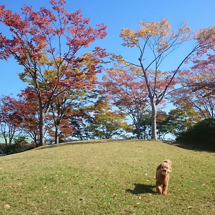 1c4fd146 8f2f 4815 b400 a8fe904d50fc