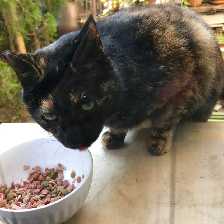 1c582aae 6c54 4c6f 8075 ff1d94916fc4