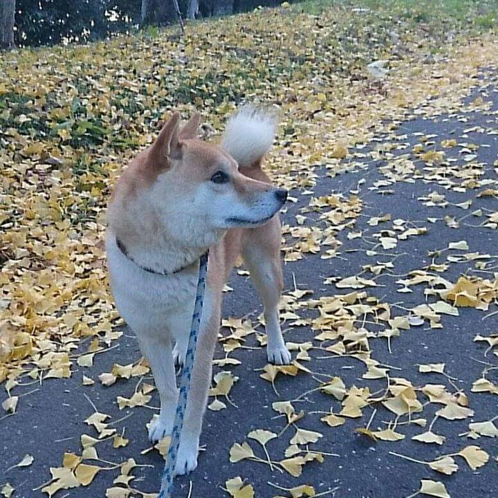 1c5851bf 5345 42b2 b2f0 8e151317f062