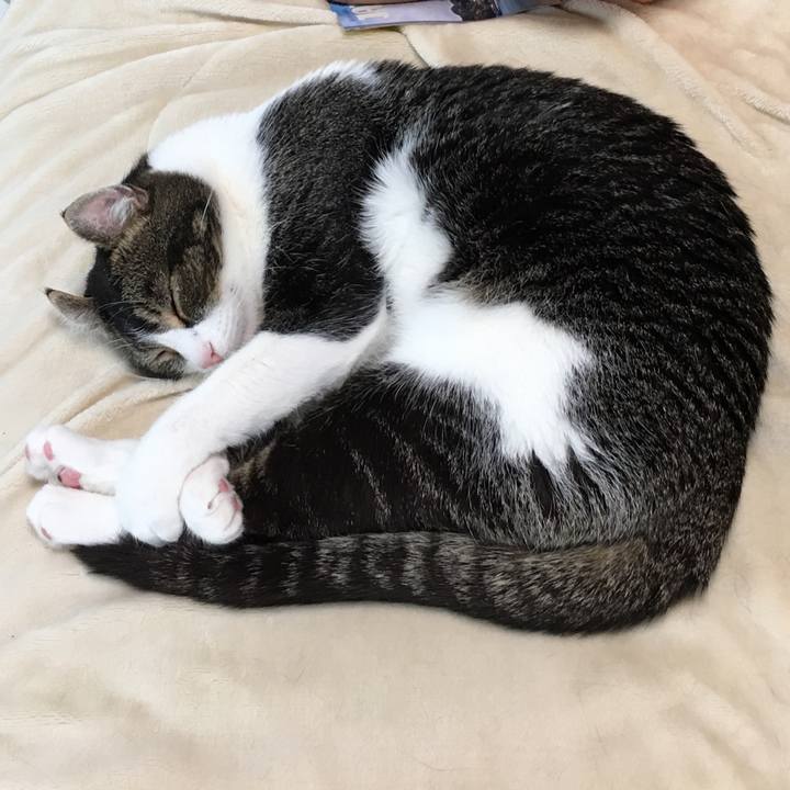 1c5c4ed9 714d 4c84 945b 4eff1fa92042